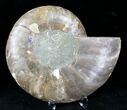 Cut Ammonite Fossil (Half) - Agatized #21205-1